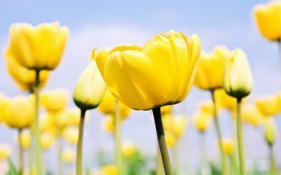 RUEDA REIKI A DISTANCIA PARA LA PERSONA AFECTADA DE EBOLA Y SUS CONTACTOS
