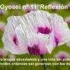 Gyosei 11 el valor de la generosidad